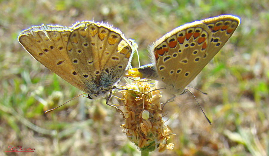 Polyommatus icarus in accoppiamento